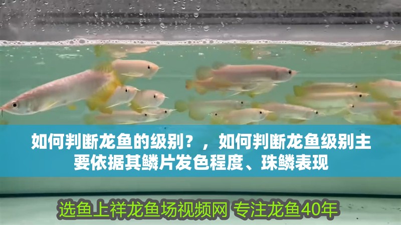 如何判斷龍魚的級(jí)別?,如何判斷龍魚級(jí)別主要依據(jù)其鱗片發(fā)色程度、珠鱗表現(xiàn)