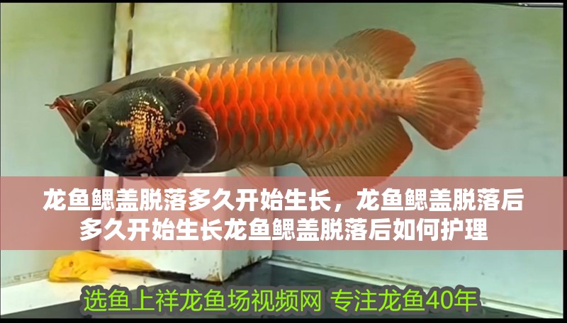 龍魚(yú)鰓蓋脫落多久開(kāi)始生長(zhǎng)，龍魚(yú)鰓蓋脫落后多久開(kāi)始生長(zhǎng)龍魚(yú)鰓蓋脫落后如何護(hù)理