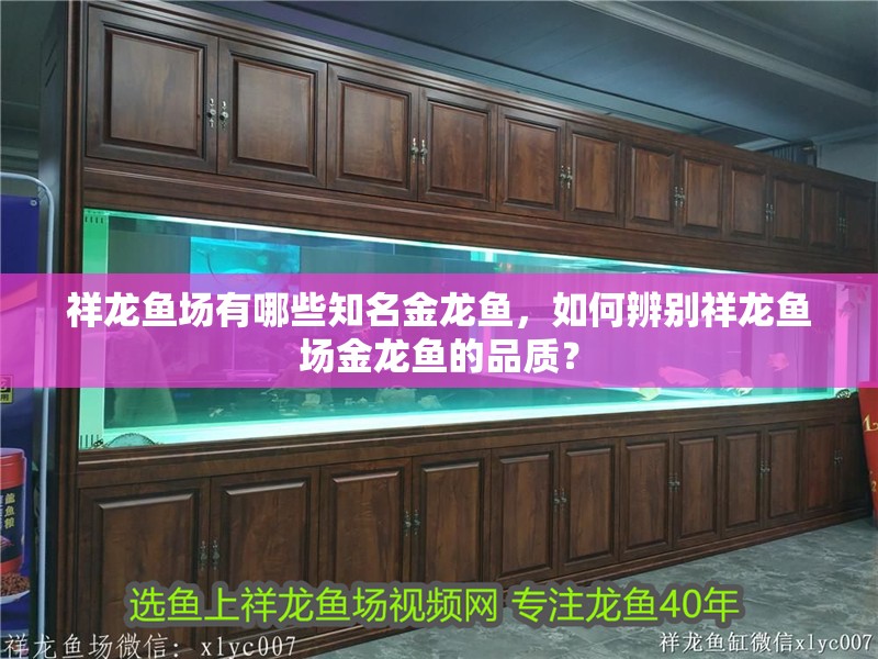 祥龍魚場有哪些知名金龍魚，如何辨別祥龍魚場金龍魚的品質？
