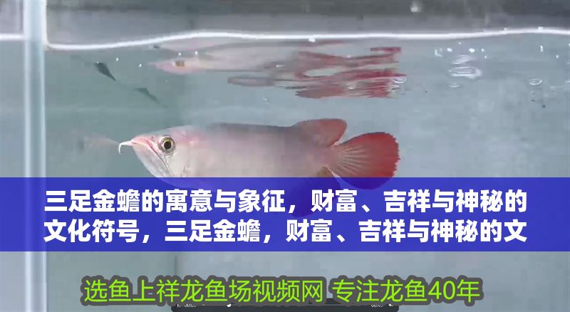 三足金蟾的寓意與象征,財富、吉祥與神秘的文化符號,三足金蟾,財富、吉祥與神秘的文化象征 龍魚百科 第1張 三足金蟾的寓意與象征,財富、吉祥與神秘的文化符號,三足金蟾,財富、吉祥與神秘的文化象征 三足金蟾的寓意與象征,財富、吉祥與神秘的文化符號,三足金蟾,財富、吉祥與神秘的文化象征 龍魚百科 第1張