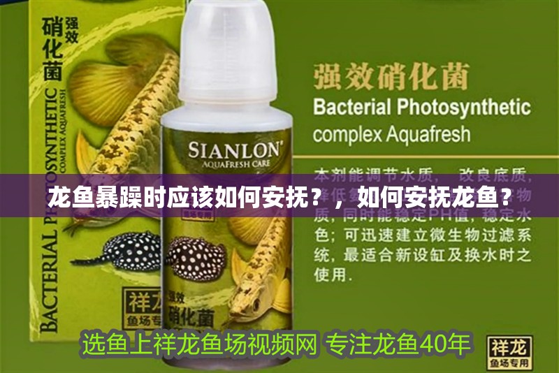 龍魚暴躁時應該如何安撫？，如何安撫龍魚？