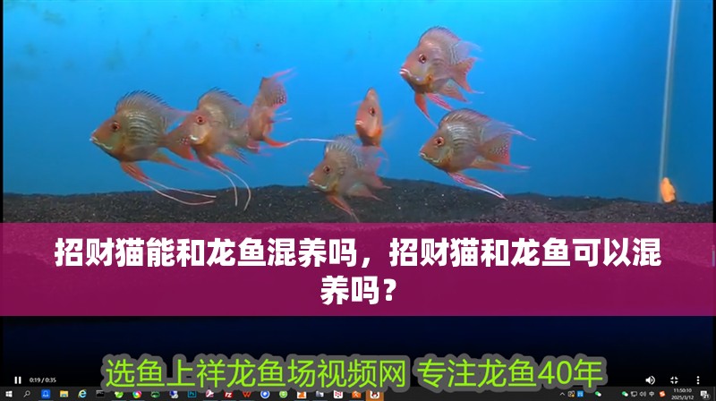 招財貓能和龍魚混養嗎，招財貓和龍魚可以混養嗎？