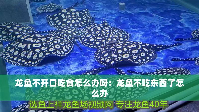 龍魚不開口吃食怎么辦呀：龍魚不吃東西了怎么辦