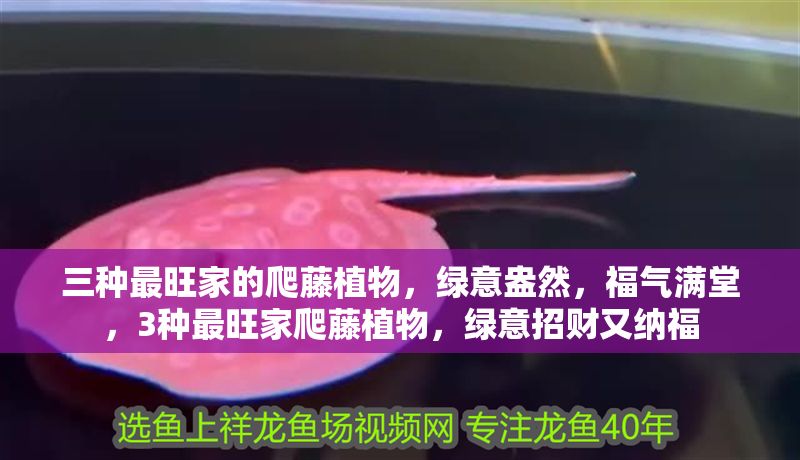 三種最旺家的爬藤植物，綠意盎然，福氣滿堂，3種最旺家爬藤植物，綠意招財又納福
