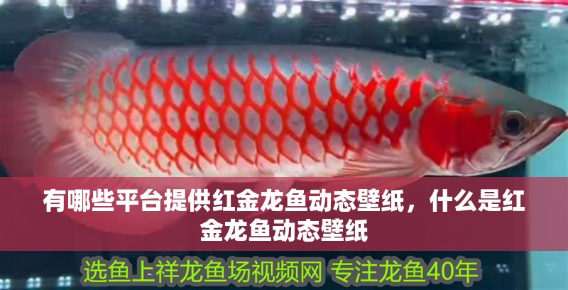 有哪些平臺提供紅金龍魚動態(tài)壁紙，什么是紅金龍魚動態(tài)壁紙