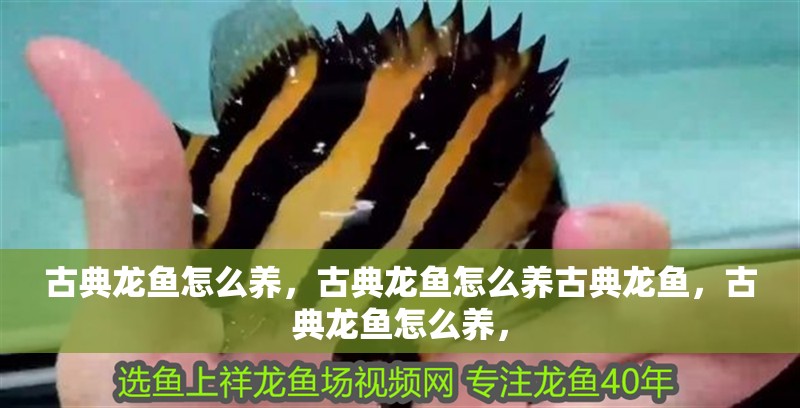 古典龍魚怎么養，古典龍魚怎么養古典龍魚，古典龍魚怎么養，