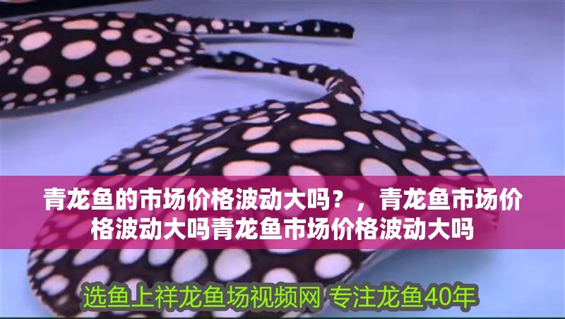 青龍魚的市場(chǎng)價(jià)格波動(dòng)大嗎？，青龍魚市場(chǎng)價(jià)格波動(dòng)大嗎青龍魚市場(chǎng)價(jià)格波動(dòng)大嗎