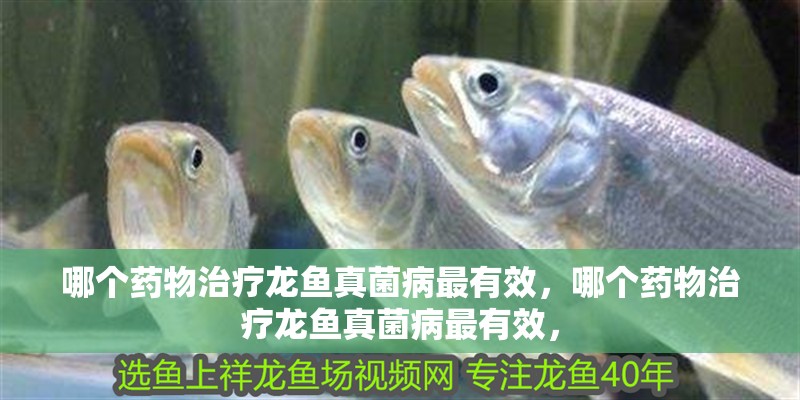 哪個藥物治療龍魚真菌病最有效，哪個藥物治療龍魚真菌病最有效，
