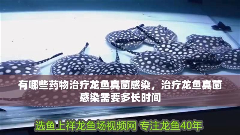 有哪些藥物治療龍魚真菌感染，治療龍魚真菌感染需要多長時間