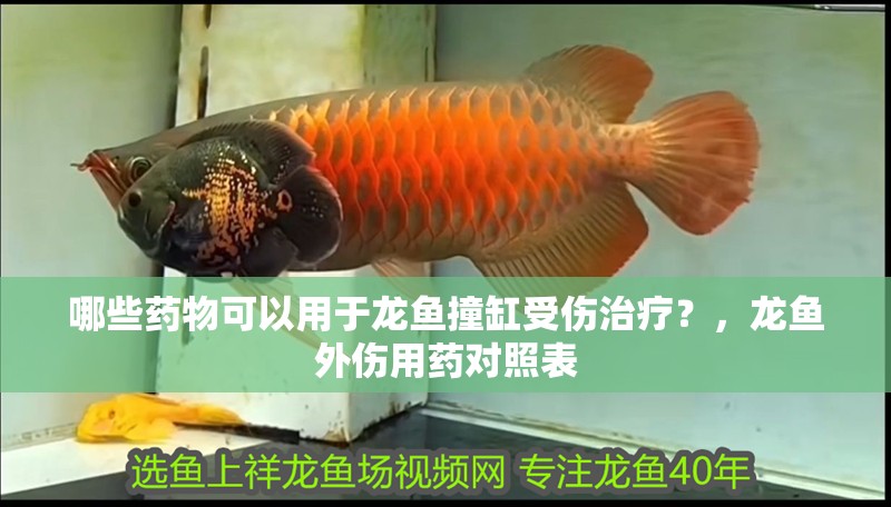 哪些藥物可以用于龍魚撞缸受傷治療？，龍魚外傷用藥對照表