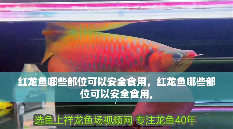 紅龍魚哪些部位可以安全食用，紅龍魚哪些部位可以安全食用,