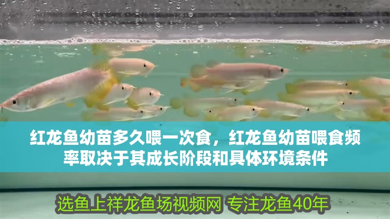 紅龍魚(yú)幼苗多久喂一次食，紅龍魚(yú)幼苗喂食頻率取決于其成長(zhǎng)階段和具體環(huán)境條件