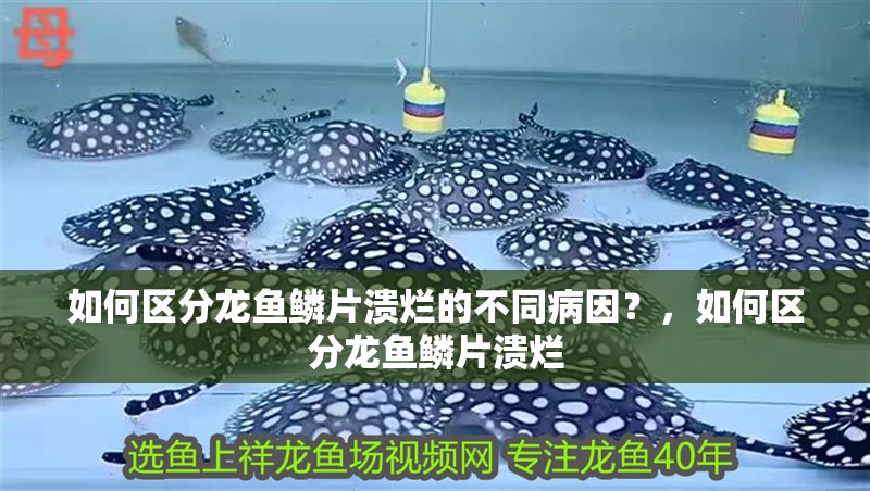 如何區分龍魚鱗片潰爛的不同病因？，如何區分龍魚鱗片潰爛
