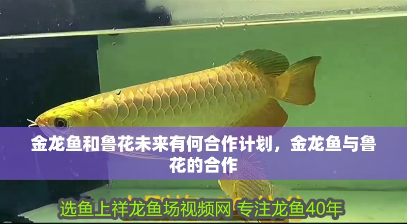金龍魚和魯花未來有何合作計劃，金龍魚與魯花的合作