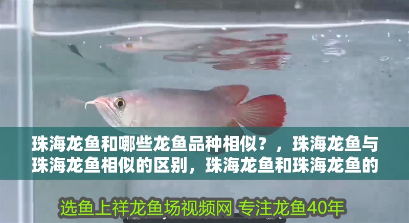 珠海龍魚和哪些龍魚品種相似？，珠海龍魚與珠海龍魚相似的區(qū)別，珠海龍魚和珠海龍魚的區(qū)別