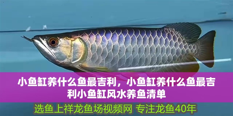小魚缸養什么魚最吉利，小魚缸養什么魚最吉利小魚缸風水養魚清單