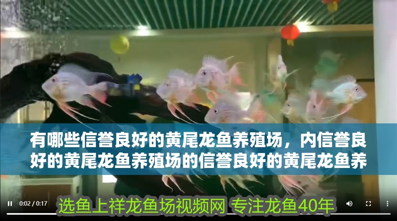 有哪些信譽(yù)良好的黃尾龍魚養(yǎng)殖場(chǎng)，內(nèi)信譽(yù)良好的黃尾龍魚養(yǎng)殖場(chǎng)的信譽(yù)良好的黃尾龍魚養(yǎng)殖場(chǎng)