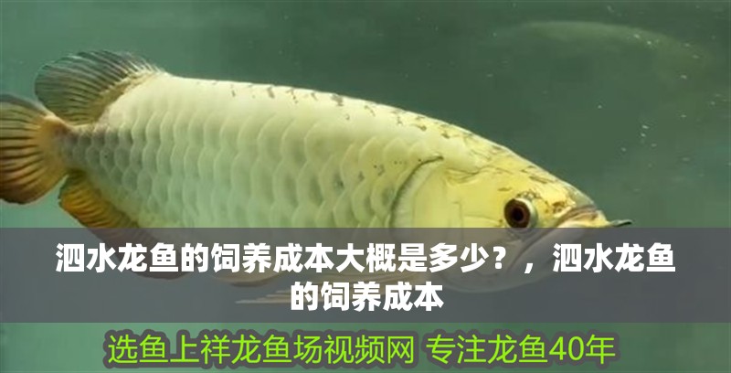 泗水龍魚的飼養成本大概是多少？，泗水龍魚的飼養成本