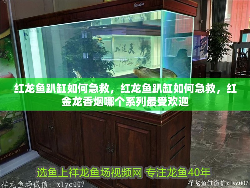 紅龍魚趴缸如何急救，紅龍魚趴缸如何急救，紅金龍香煙哪個系列最受歡迎