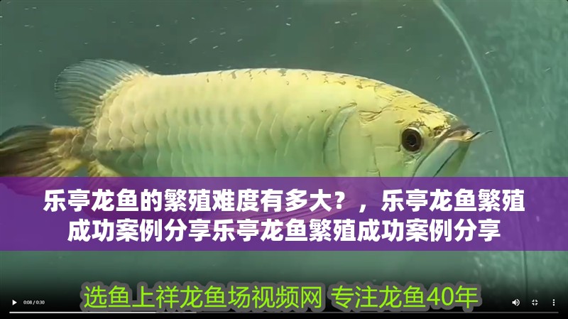 樂(lè)亭龍魚的繁殖難度有多大？，樂(lè)亭龍魚繁殖成功案例分享樂(lè)亭龍魚繁殖成功案例分享