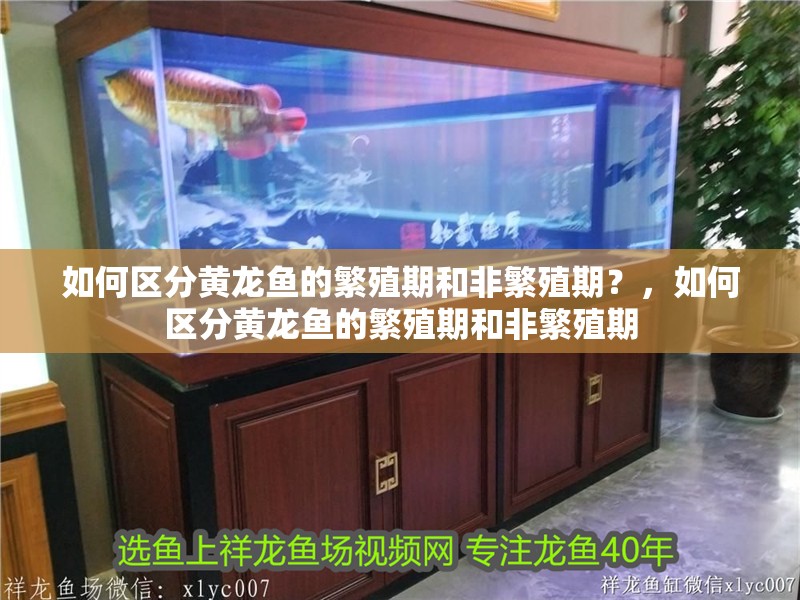如何區(qū)分黃龍魚的繁殖期和非繁殖期？，如何區(qū)分黃龍魚的繁殖期和非繁殖期