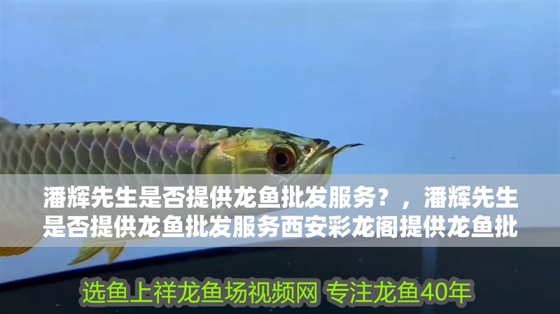 潘輝先生是否提供龍魚批發服務？，潘輝先生是否提供龍魚批發服務西安彩龍閣提供龍魚批發服務
