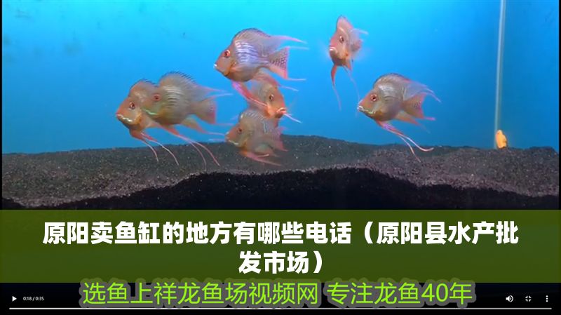 原陽賣魚缸的地方有哪些電話（原陽縣水產(chǎn)批發(fā)市場）