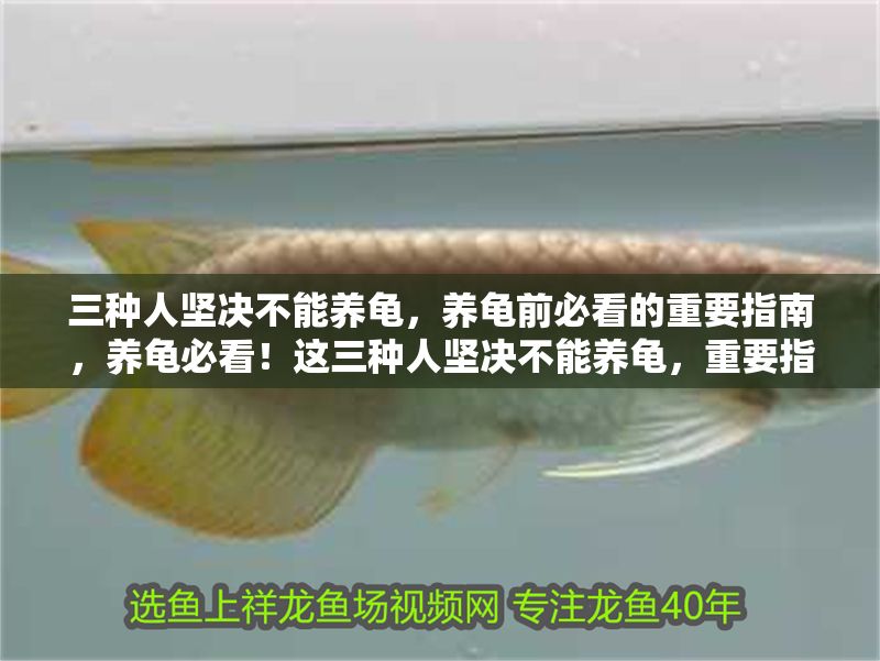 三種人堅(jiān)決不能養(yǎng)龜，養(yǎng)龜前必看的重要指南，養(yǎng)龜必看！這三種人堅(jiān)決不能養(yǎng)龜，重要指南避坑