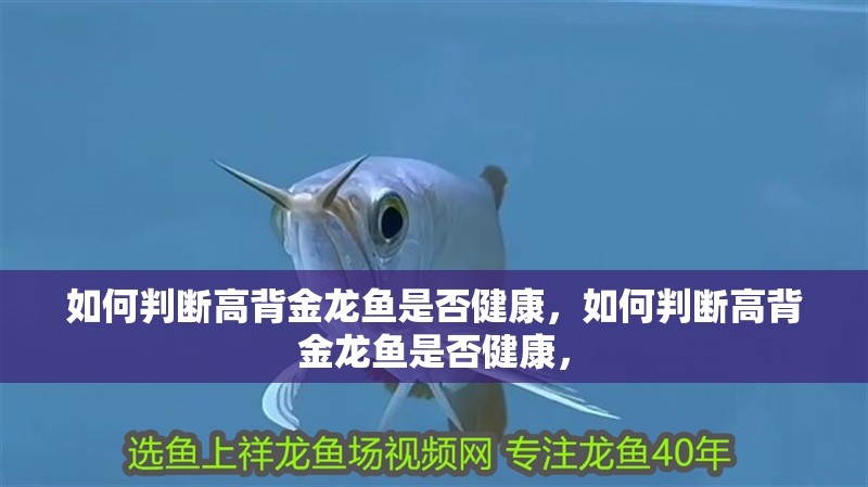 如何判斷高背金龍魚是否健康，如何判斷高背金龍魚是否健康，
