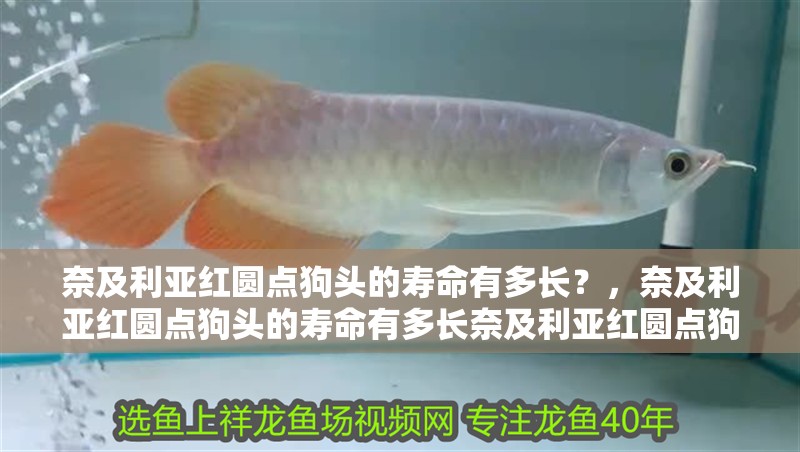 奈及利亞紅圓點狗頭的壽命有多長？，奈及利亞紅圓點狗頭的壽命有多長奈及利亞紅圓點狗頭的壽命有多長