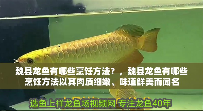 魏縣龍魚有哪些烹飪方法？，魏縣龍魚有哪些烹飪方法以其肉質細嫩、味道鮮美而聞名