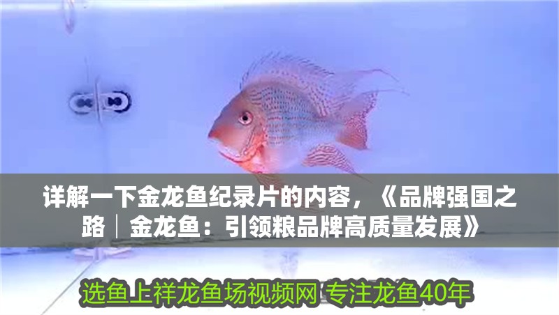 詳解一下金龍魚紀(jì)錄片的內(nèi)容，《品牌強(qiáng)國(guó)之路│金龍魚：引領(lǐng)糧品牌高質(zhì)量發(fā)展》