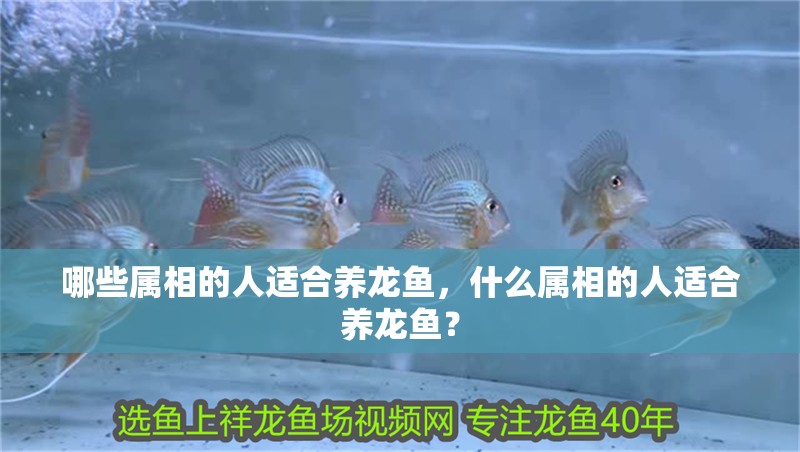 哪些屬相的人適合養(yǎng)龍魚，什么屬相的人適合養(yǎng)龍魚？