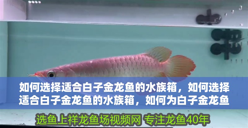 如何選擇適合白子金龍魚的水族箱，如何選擇適合白子金龍魚的水族箱，如何為白子金龍魚選擇合適的燈光？