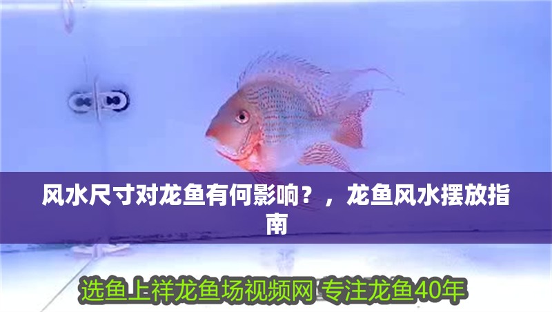 風(fēng)水尺寸對(duì)龍魚(yú)有何影響？，龍魚(yú)風(fēng)水?dāng)[放指南