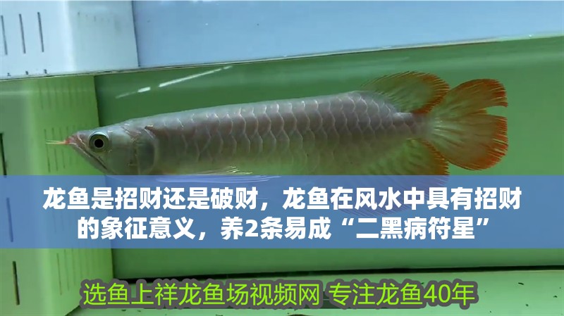 龍魚是招財(cái)還是破財(cái)，龍魚在風(fēng)水中具有招財(cái)?shù)南笳饕饬x，養(yǎng)2條易成“二黑病符星”