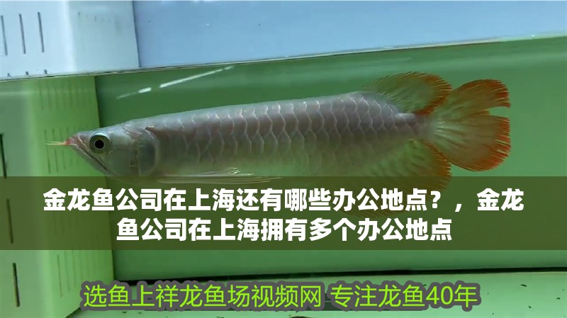 金龍魚公司在上海還有哪些辦公地點？，金龍魚公司在上海擁有多個辦公地點