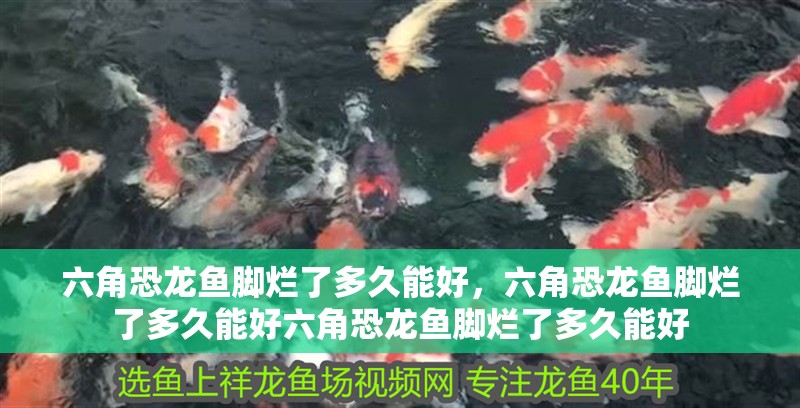 六角恐龍魚腳爛了多久能好，六角恐龍魚腳爛了多久能好六角恐龍魚腳爛了多久能好