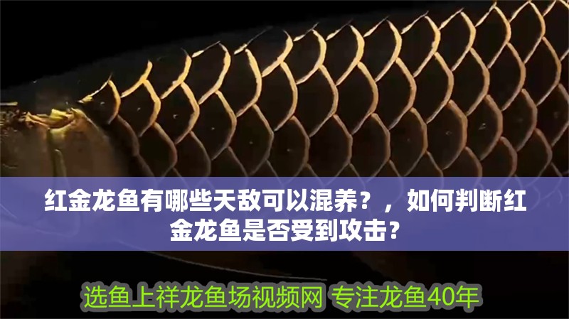 紅金龍魚有哪些天敵可以混養(yǎng)？，如何判斷紅金龍魚是否受到攻擊？