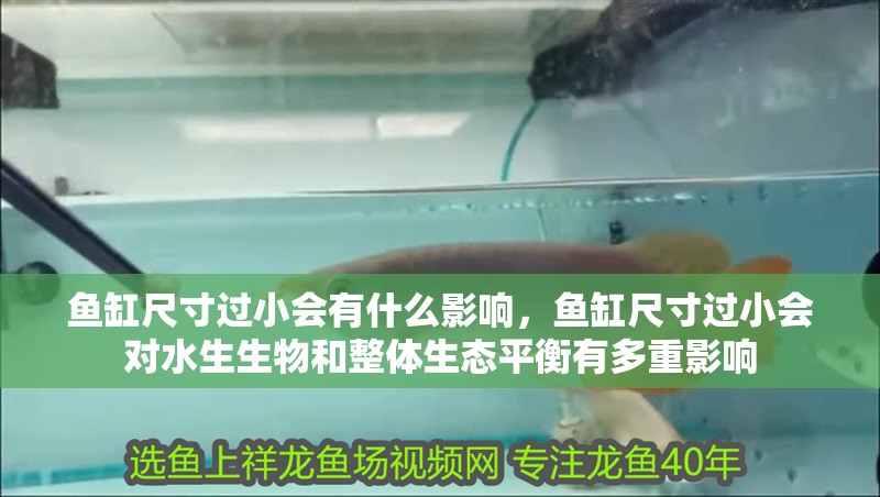 魚缸尺寸過小會有什么影響，魚缸尺寸過小會對水生生物和整體生態平衡有多重影響
