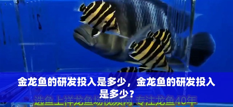 金龍魚的研發(fā)投入是多少,金龍魚的研發(fā)投入是多少?
