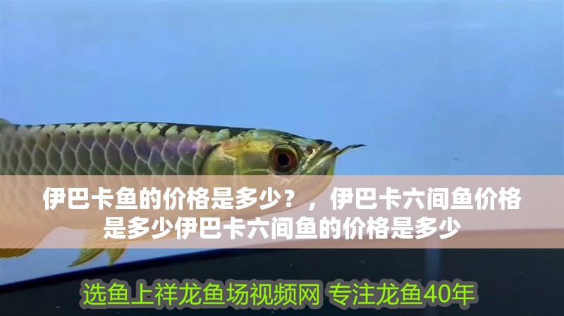 伊巴卡魚的價格是多少？，伊巴卡六間魚價格是多少伊巴卡六間魚的價格是多少