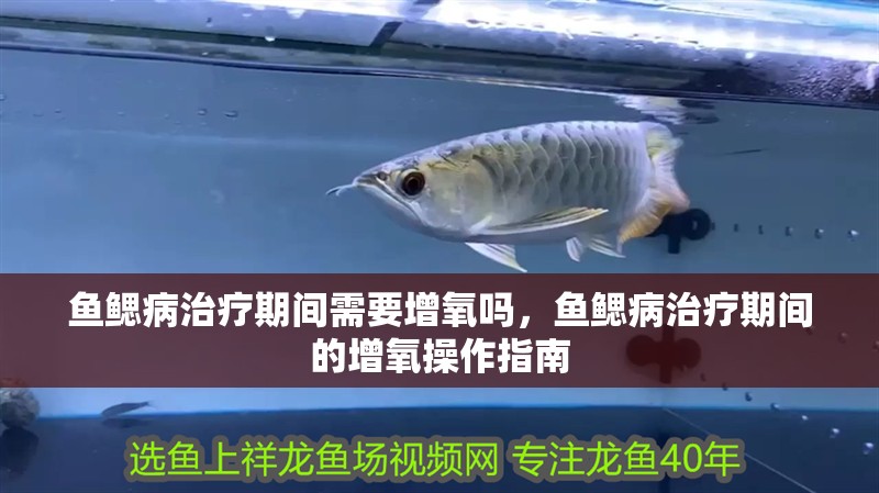 魚鰓病治療期間需要增氧嗎，魚鰓病治療期間的增氧操作指南