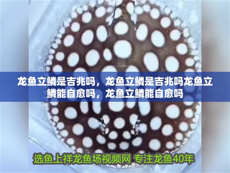 龍魚立鱗是吉兆嗎，龍魚立鱗是吉兆嗎龍魚立鱗能自愈嗎，龍魚立鱗能自愈嗎