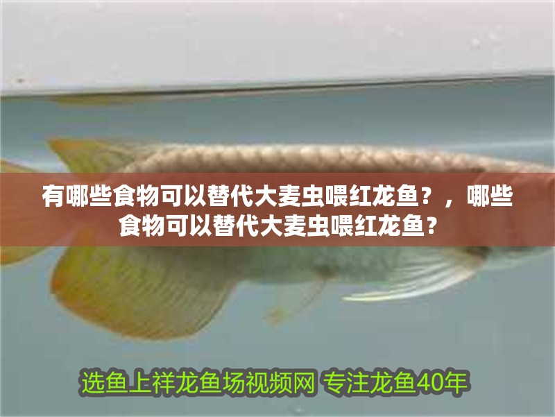 有哪些食物可以替代大麥蟲喂紅龍魚？，哪些食物可以替代大麥蟲喂紅龍魚？