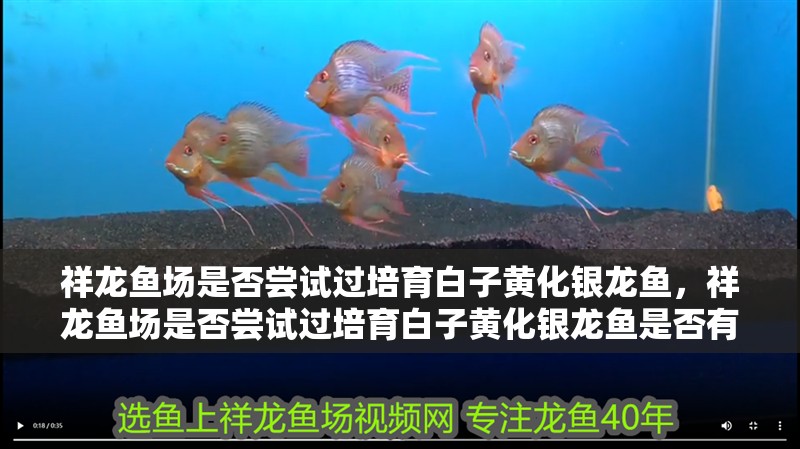 祥龍魚場是否嘗試過培育白子黃化銀龍魚，祥龍魚場是否嘗試過培育白子黃化銀龍魚是否有過培育白子黃化銀龍魚