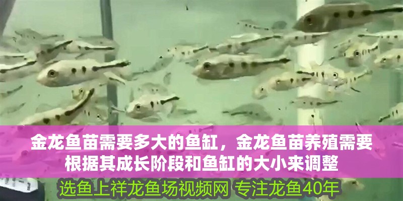 金龍魚苗需要多大的魚缸，金龍魚苗養殖需要根據其成長階段和魚缸的大小來調整