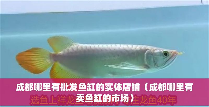 成都哪里有批發(fā)魚缸的實(shí)體店鋪（成都哪里有賣魚缸的市場(chǎng)）