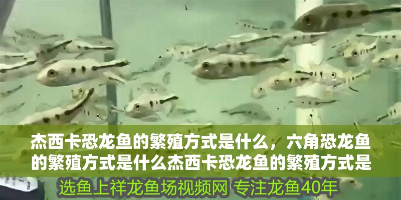 杰西卡恐龍魚的繁殖方式是什么，六角恐龍魚的繁殖方式是什么杰西卡恐龍魚的繁殖方式是什么