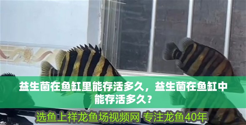 益生菌在魚缸里能存活多久，益生菌在魚缸中能存活多久？
